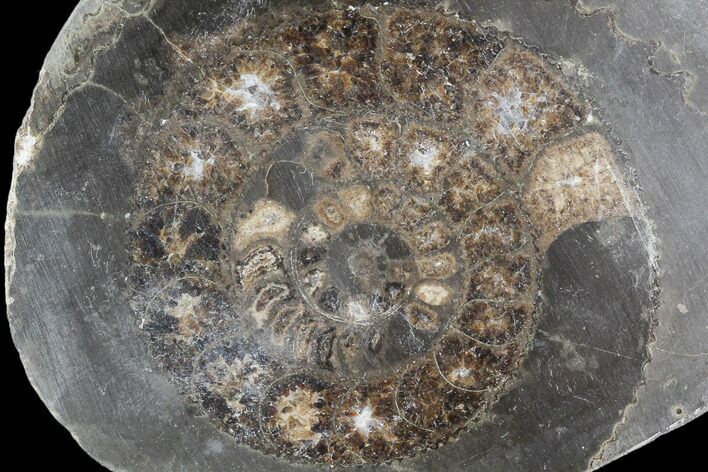 Polished Ammonite (Dactylioceras) Half - England #103789